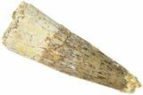 Fossil Spinosaurus Tooth - Real Dinosaur Tooth #311759-1